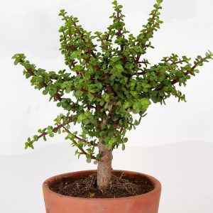 0c1dadd2-7f26-4ffb-9bd2-c599a170ca35