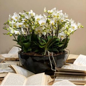 48df5c6c-bed5-41cc-8800-ea8ad4e152df