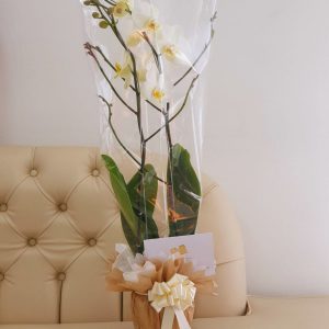 5aba7ed7-316c-4636-a7aa-9ac005334700