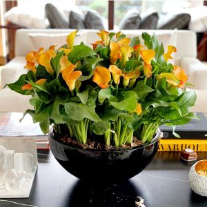 75fb55ff-b62f-4762-89c2-1e9943fc7849