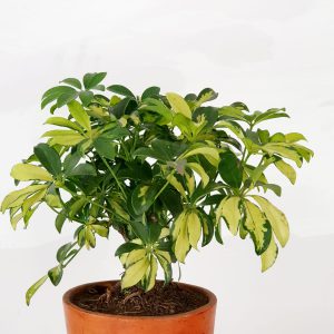 85797fed-0d64-4e3c-a61d-2b9deb60cb88