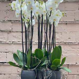 866e6685-532c-4d61-b8a7-85b6500953e1