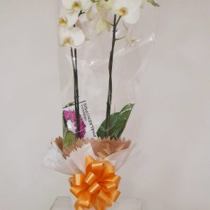 aa3dfae4-4481-4896-a08c-7a50ef21576f