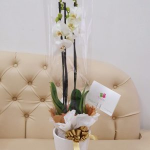 c6c4c488-29c7-47a2-bf79-fa831b7f626f