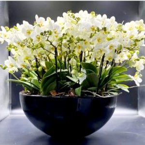 d6dfc094-2754-4e85-8847-b1b582c80139