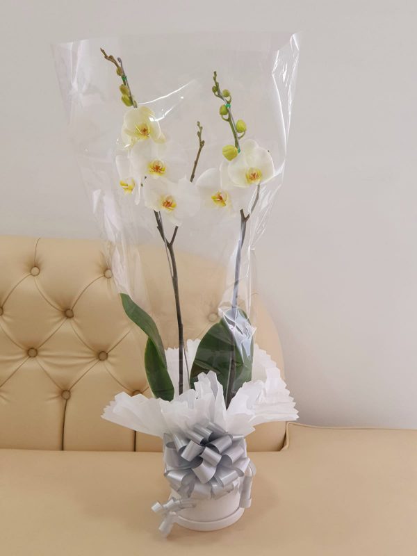 Orquídea Expression – Floristeria La Rosa de Saron