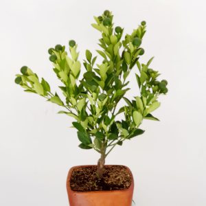 f45ce8cc-cd13-4d0b-8221-9353e249780c