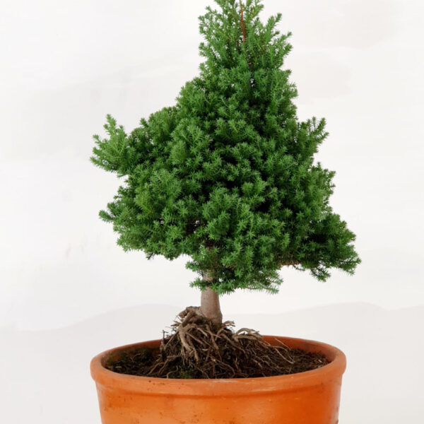 Bonsai 1