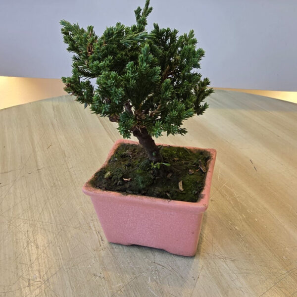 Bonsai 2