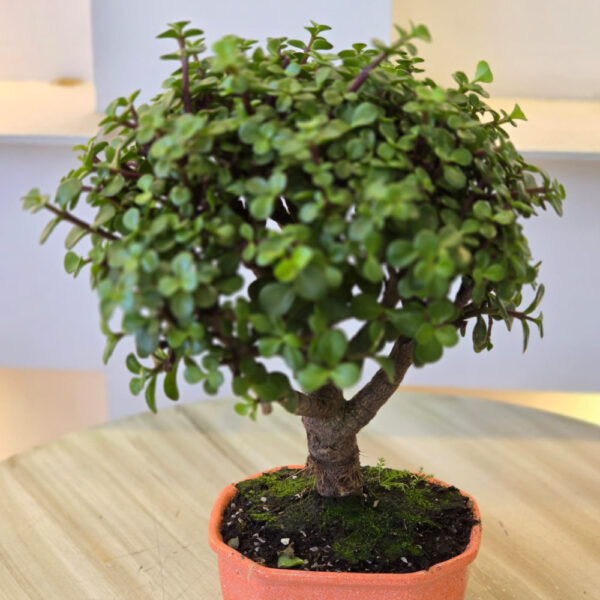 Bonsai 3