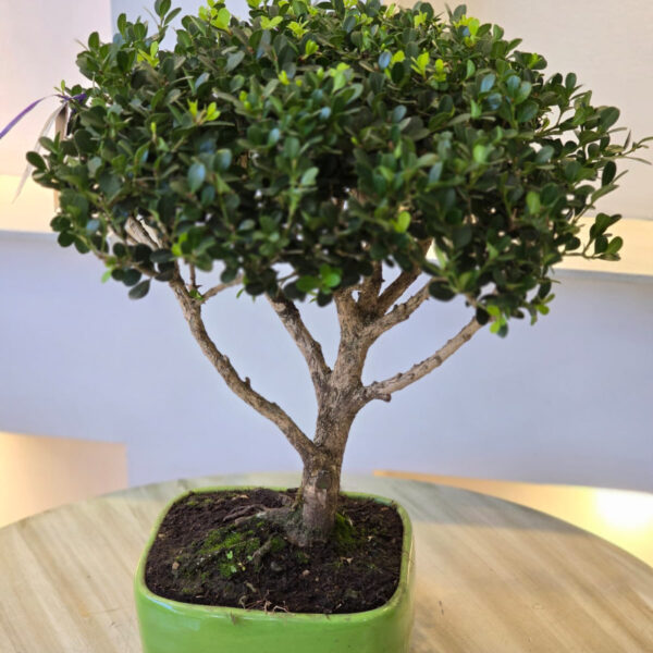 Bonsai 4