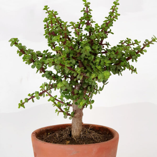 Bonsai 5