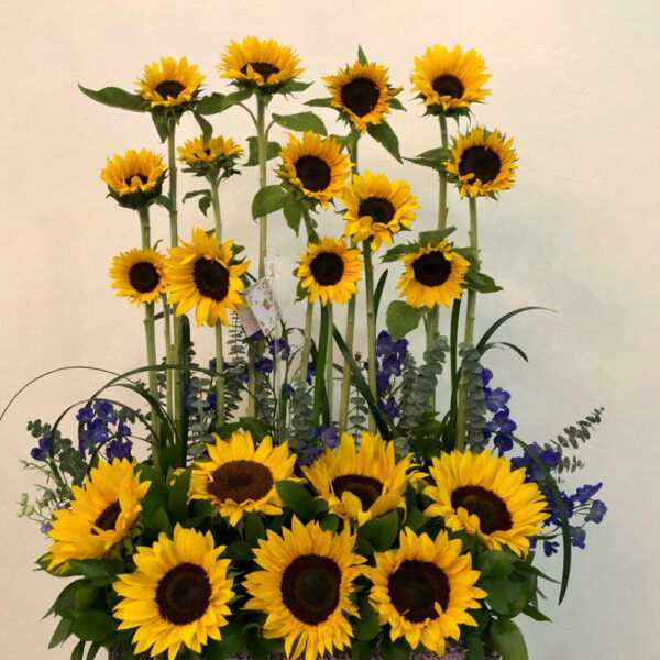 Girasoles 2