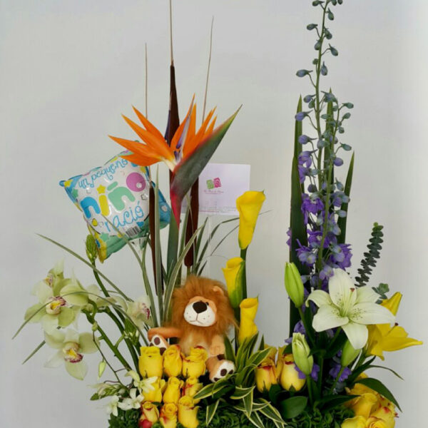 Nacimiento 2