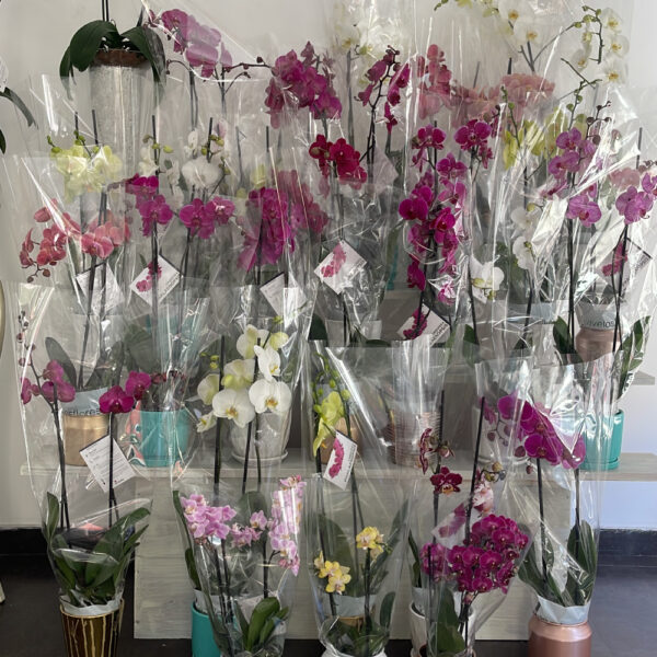 Orquideas 1