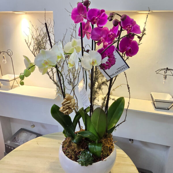 Orquideas 2