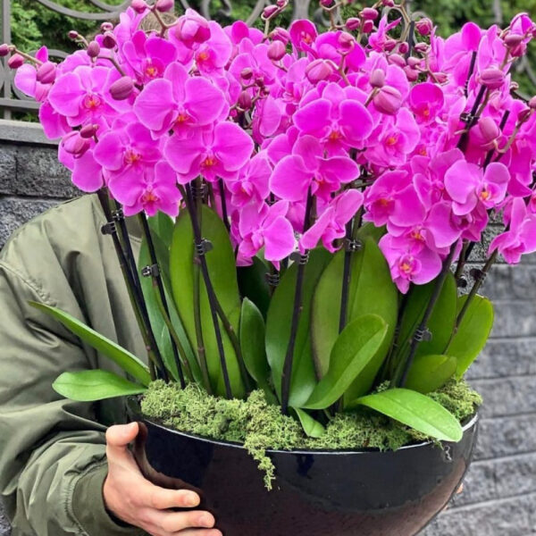 Orquideas 3