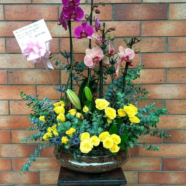 Orquideas 4
