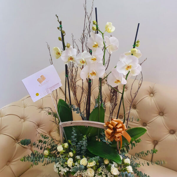 Orquideas 5
