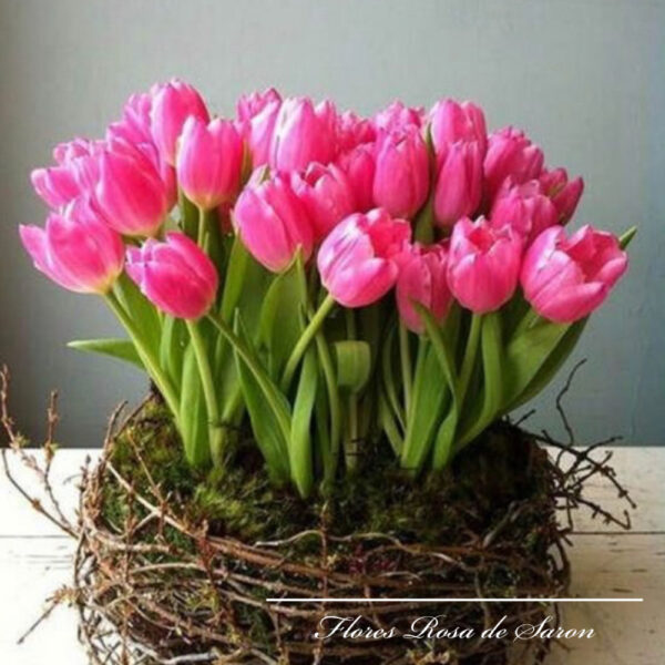 Tulipanes 1